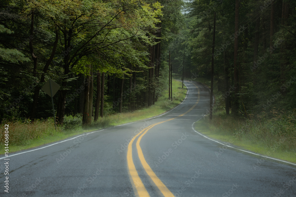 Emerald Canopy Road Emerald Canopy Road