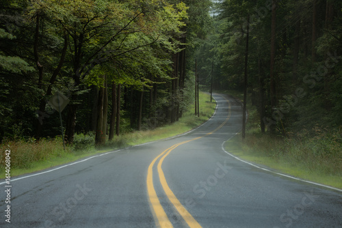 Emerald Canopy Road