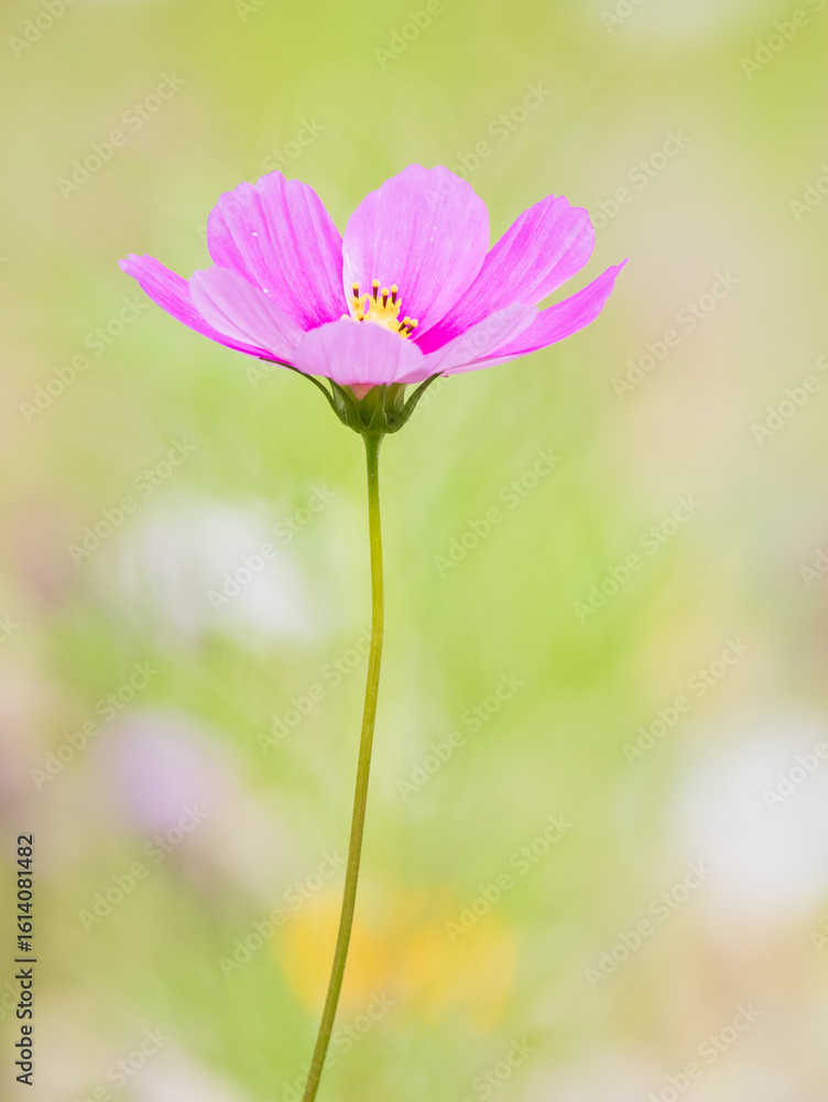 close up of pink flower close up of pink flower
