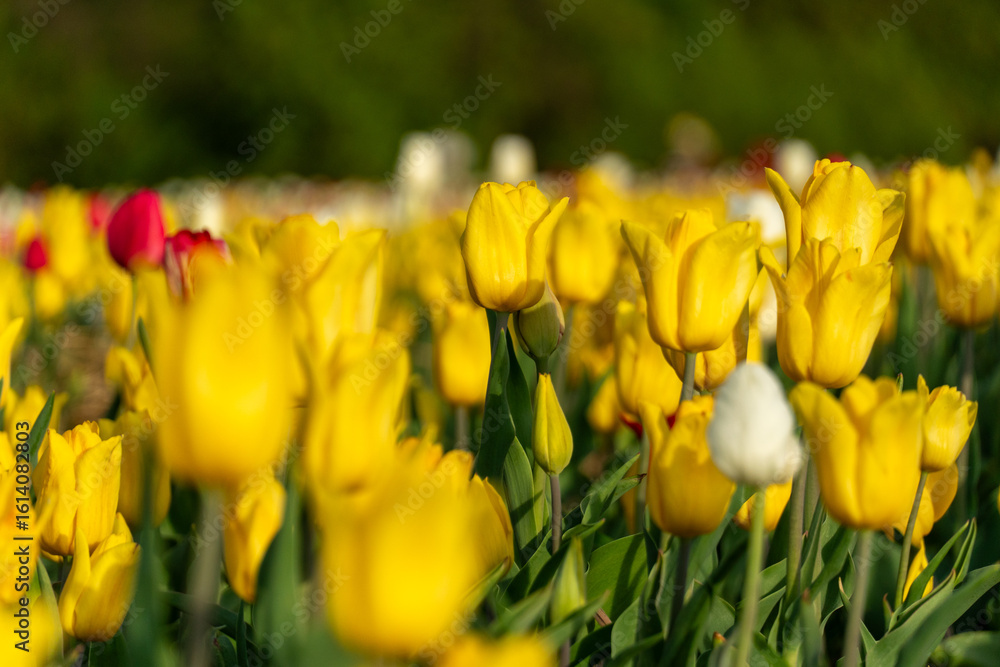 Obraz premium Bright yellow tulips fill a lush field, surrounded by patches of red and white blooms under a clear blue sky, creating a stunning spring landscape