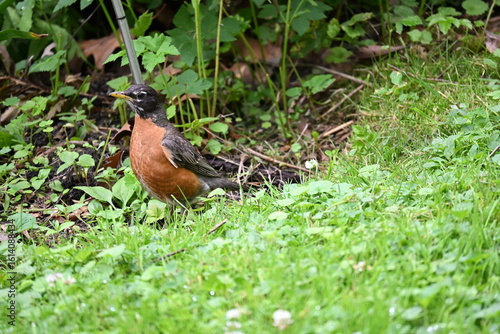 robin on the grass