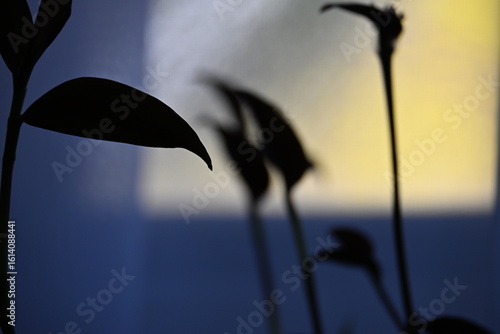 abstract flower