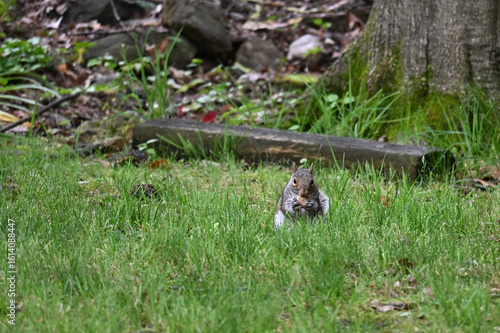squirrel in the grass
