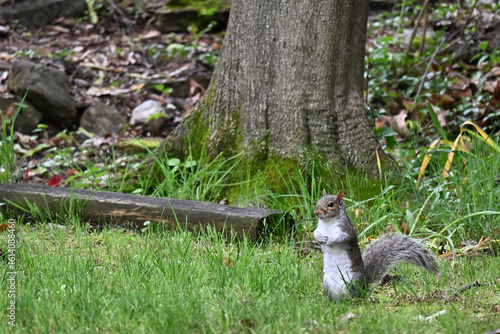 squirrel