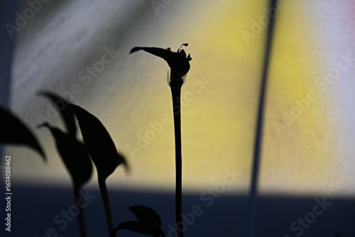 silhouette of a flower