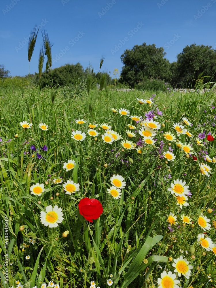 Obraz premium Wildflower Meadow in Spring