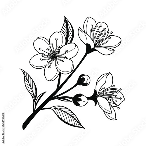 Elegant botanical study flower sketch line art on white background