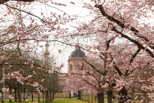 Wallpaper Mural Kirschblüte im Schlossgarten / Schwetzingen Torontodigital.ca