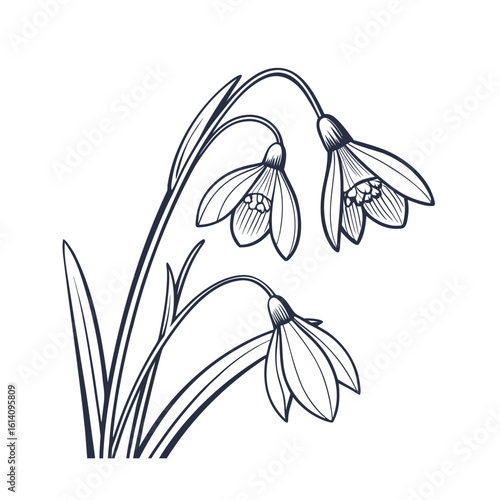 Elegant delicate snowdrop flower line art illustration on a clean white background