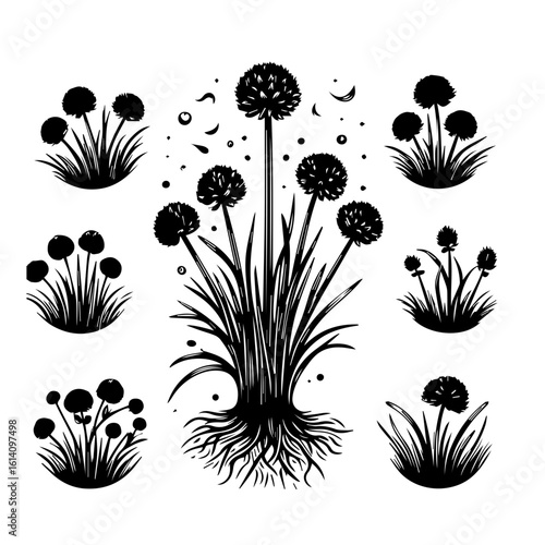 Black Silhouette of Allium Flowers and Roots.