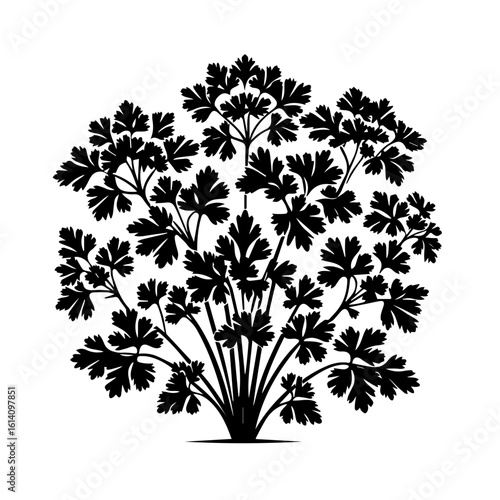 Black Silhouette of Fresh Parsley Herb.