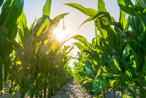 Tall green maize plants rise majestically in a sunlit field, showcasing the vigorous growth of corn during the warm months, ready for harvest