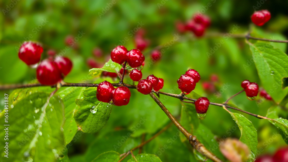 Obraz premium Bright red glossy berries Chinese bush cherry or Prunus tomentosa with rain drops against green leaves. Boke effect.