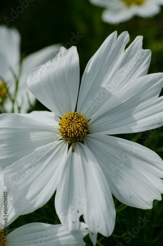 Cosmea