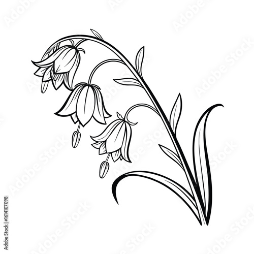 Elegant bellflower with a curved stem line art illustration on a white background