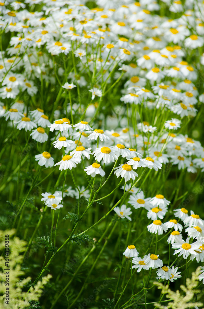 Fototapeta premium Daisies
