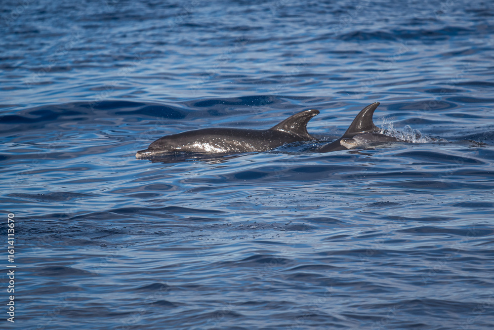 Fototapeta premium dolphin