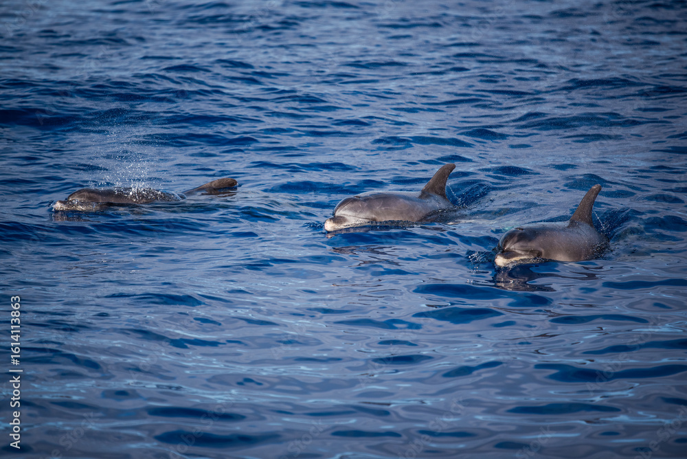 Fototapeta premium dolphin