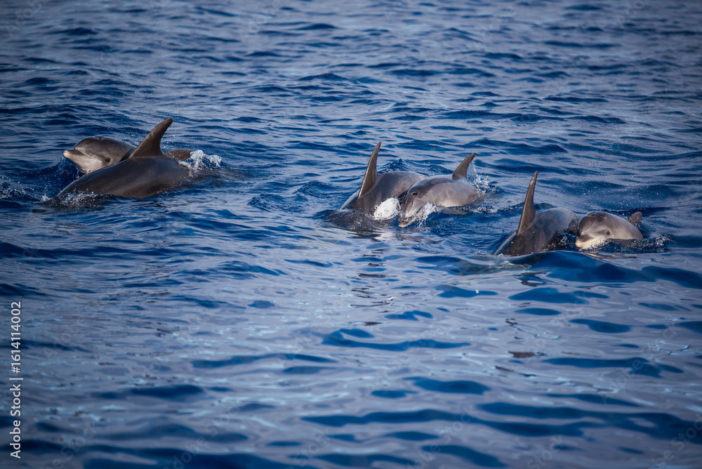 Fototapeta premium dolphin