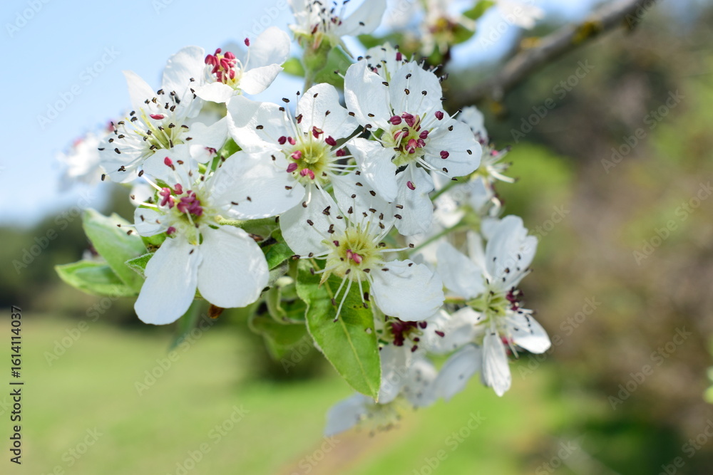 Fototapeta premium cherry tree flowers