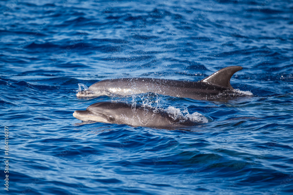 Fototapeta premium dolphin