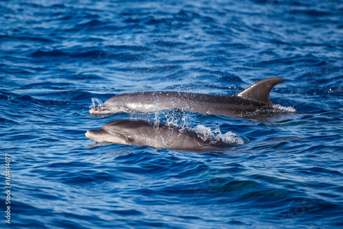 Wallpaper Mural dolphin Torontodigital.ca