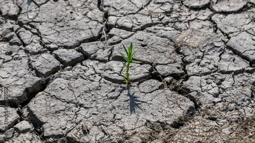 cracked earth background with plant
