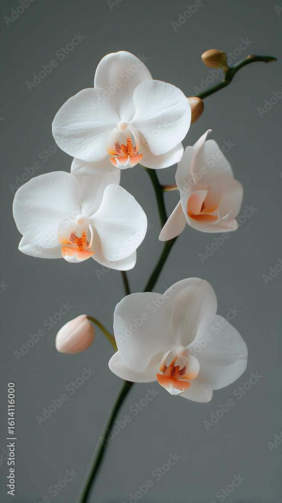 Obraz premium Three white orchids with peach centers on a gray background.