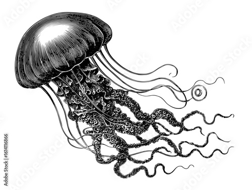 Detailed illustration of a jellyfish showcasing its elegant tentacles in a graceful motion