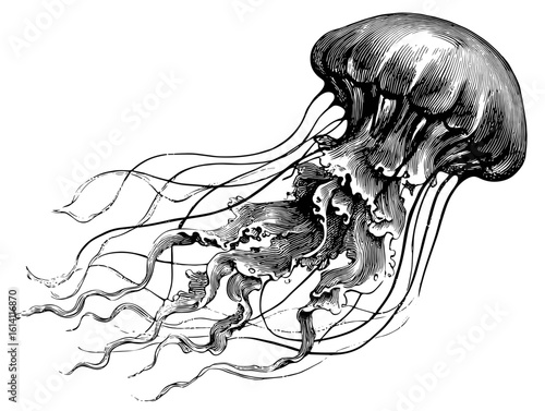 Illustration of a jellyfish showcasing intricate details in a deep water habitat