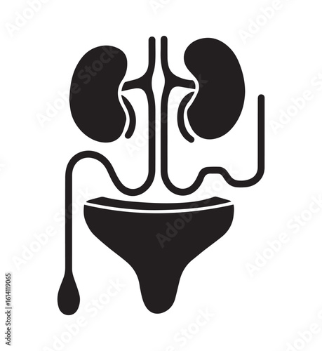 Illustration of the human urinary system showing kidneys ureters and bladder in a simple graphic style.
