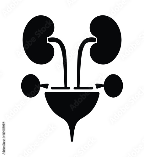 Illustration of the human urinary system showing kidneys ureters and bladder in a simple graphic style.