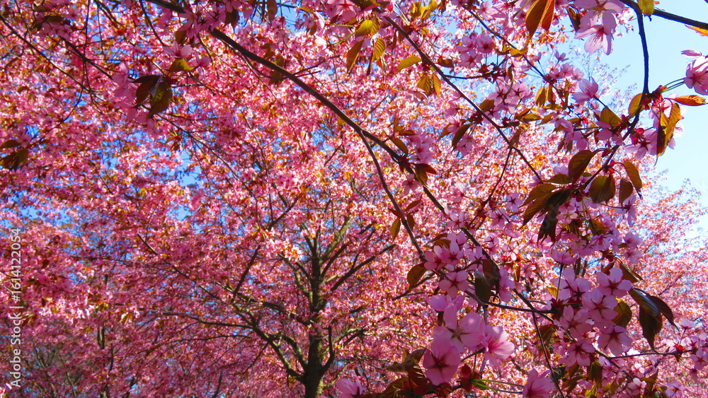 Peaceful Blossom Peaceful Blossom