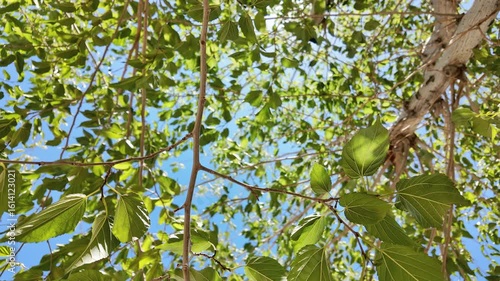 Mulberry tree with green leaves and blue sky