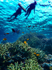 Keuken achterwand Duiken Fond marin, corail, poissons, lors d'une sortie snorkeling, sur la plage de Agenashiku, da,s les iles zamami, Okinawa, Japon  © lylie