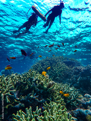 Fond marin, corail, poissons, lors d'une sortie snorkeling, sur la plage de Agenashiku, da,s les iles zamami, Okinawa, Japon