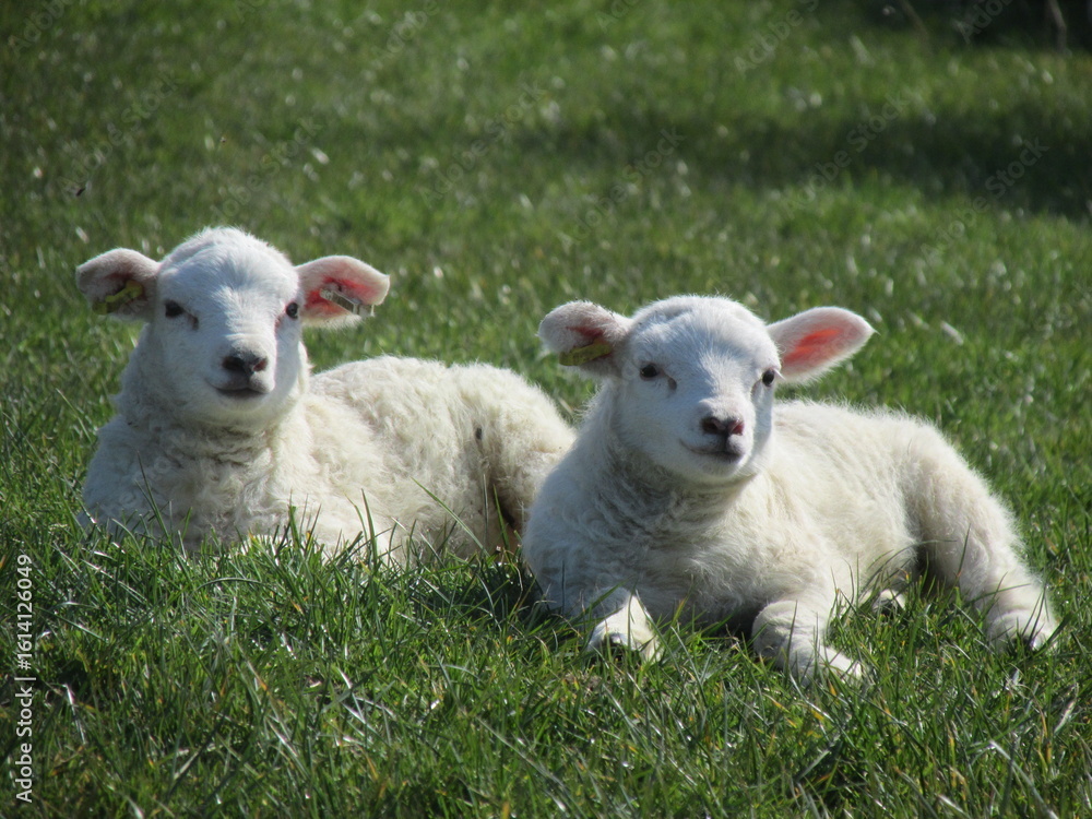 Obraz premium sheep and lamb
