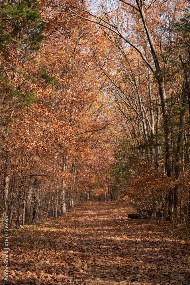 Fototapeta premium Fall Leaves During Autumn in the Rural Countryside of Missouri
