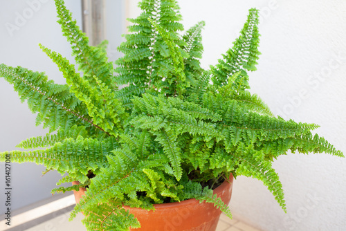 Close up of Lush vibrant Boston fern (Nephrolepis exaltata) in terracotta flower pot with fresh green foliage, placed on sunny outdoor balcony, home gardening concept