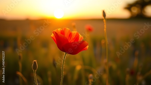 Close-up of a single red poppy in a sunset-lit field, glowing with warm golden backlight.