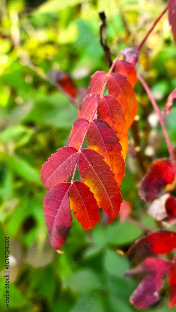 Fototapeta premium The Beautiful Colors of Autumn