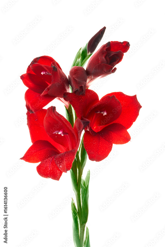 Fototapeta premium a gladiolus flower grows on a beautiful background