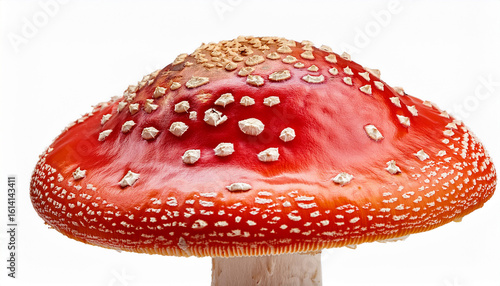 red capped amanita muscaria mushroom with white spots isolated on white background