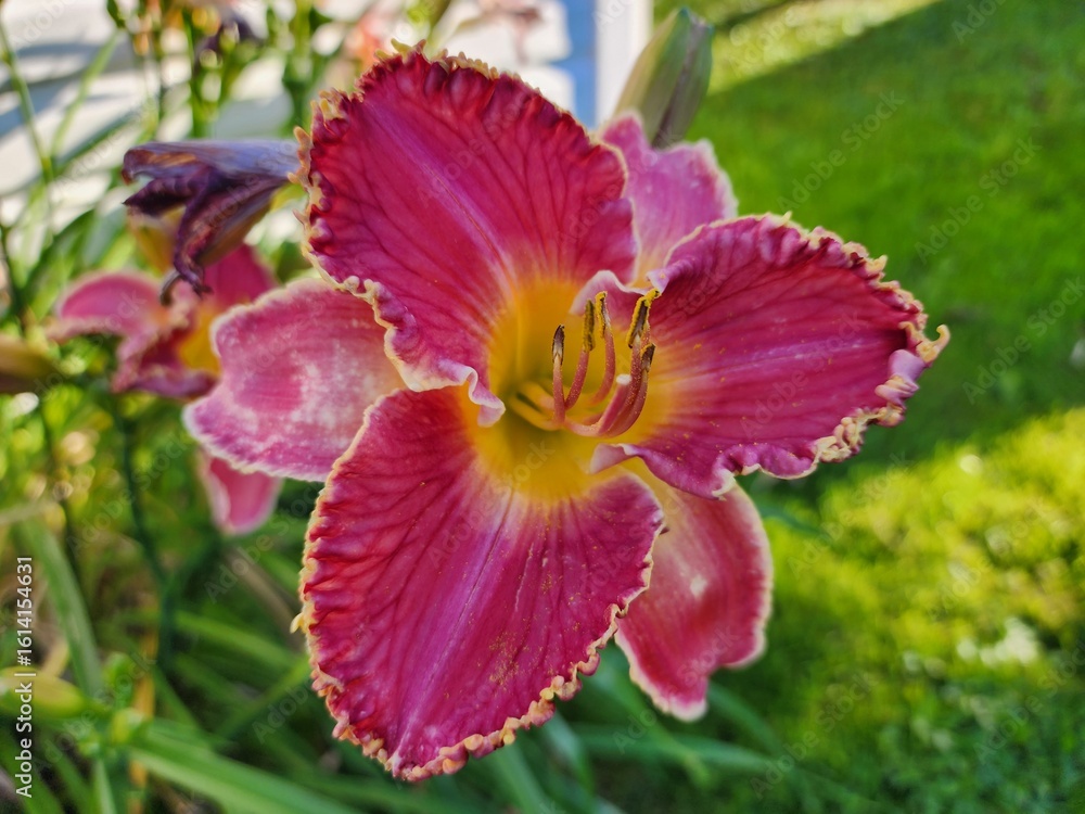 Fototapeta premium pink daylily flower in bloom