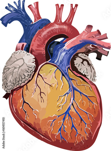 anatomy of the human organs,bir kalp 