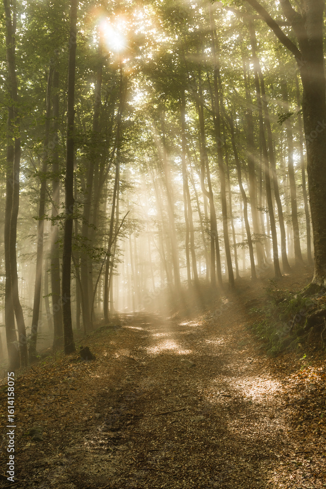 Obraz premium Il bosco appenninico invaso dalla nebbia e fasci di luce