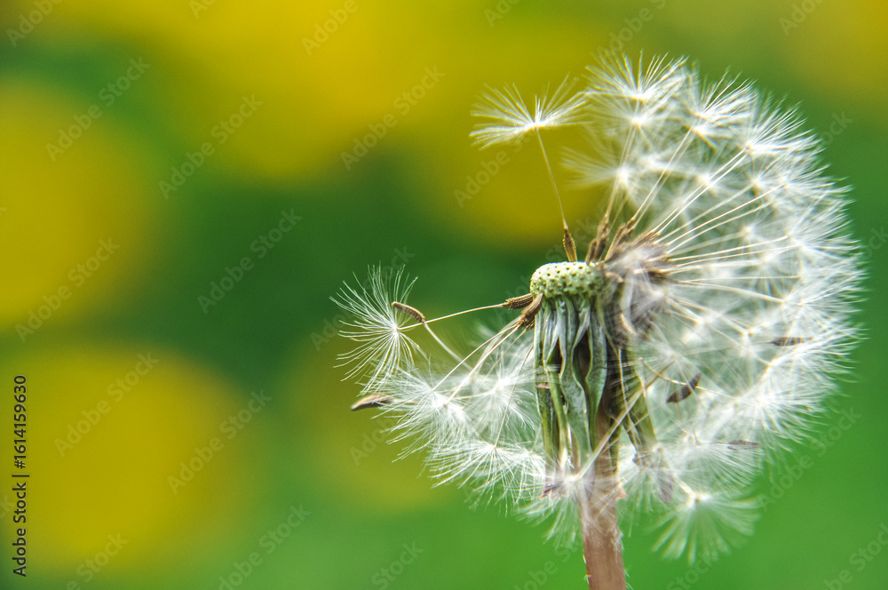 Fototapeta premium green spring meadow close-up on dandelion flower seeds