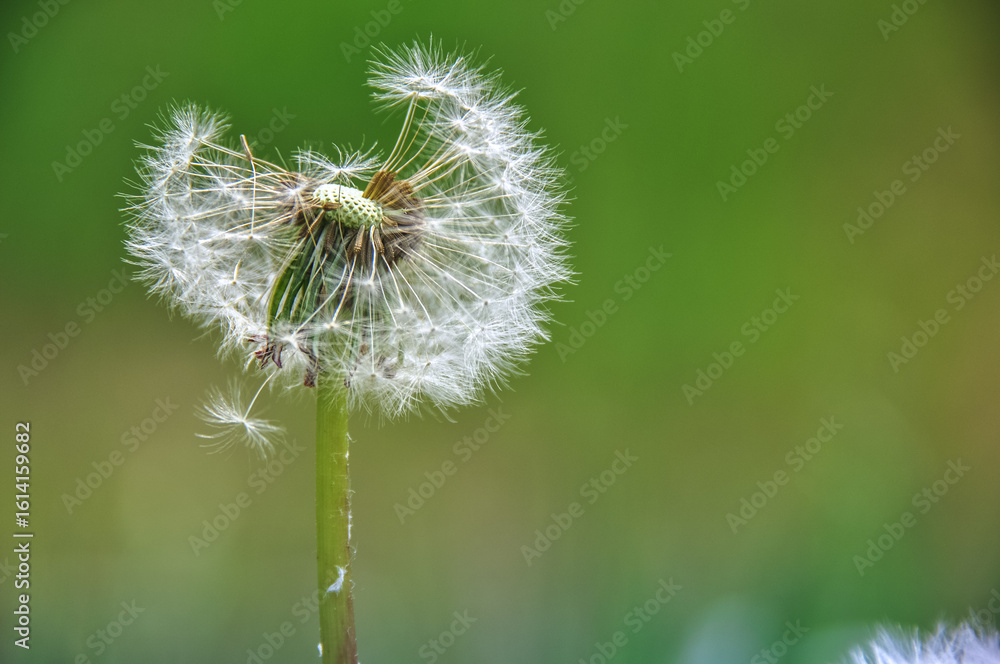 Fototapeta premium green spring meadow close-up on dandelion flower seeds
