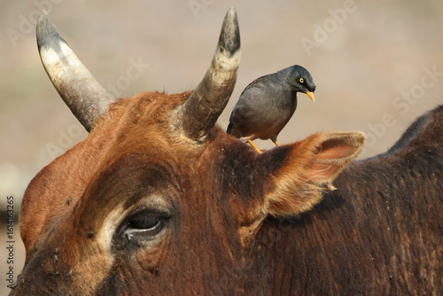 Photography The jungle myna (Acridotheres fuscus) is a myna, a member of the starling family
