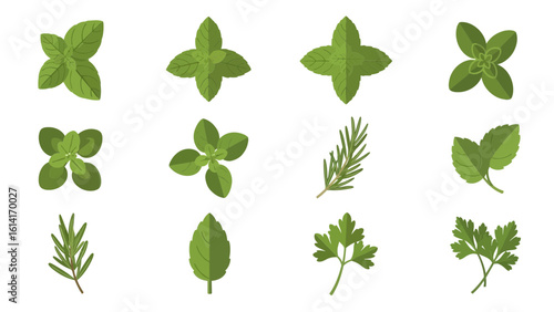 Fresh Herbs Collection Culinary Delights Featuring Basil, Mint, Oregano, and Rosemary for Flavorful Cooking